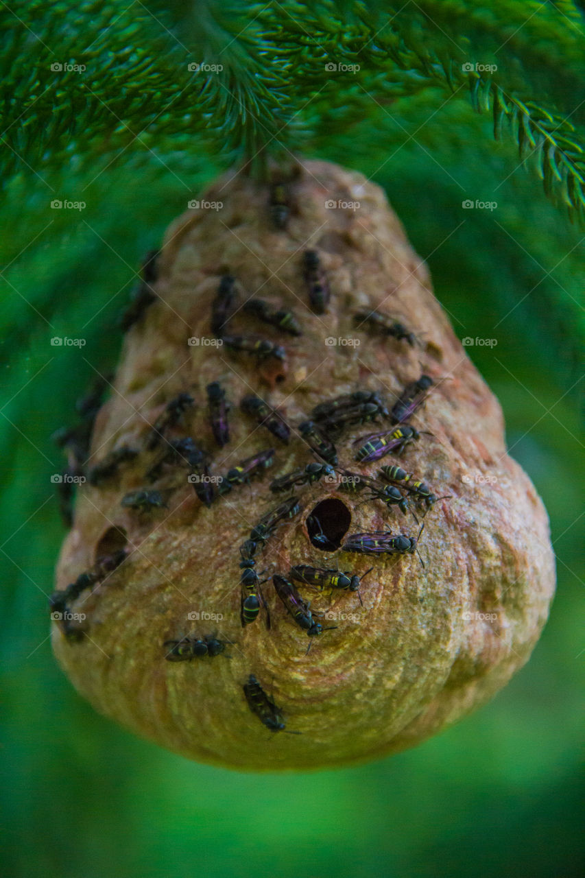 Swarm of wasps on their hive.