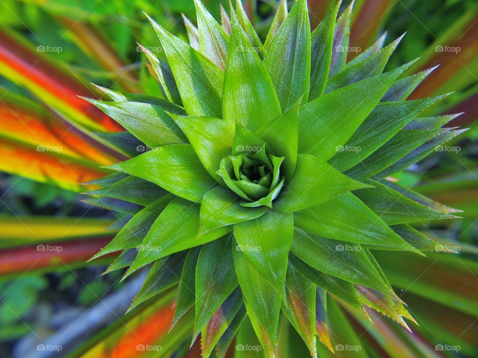 High angle view of plant