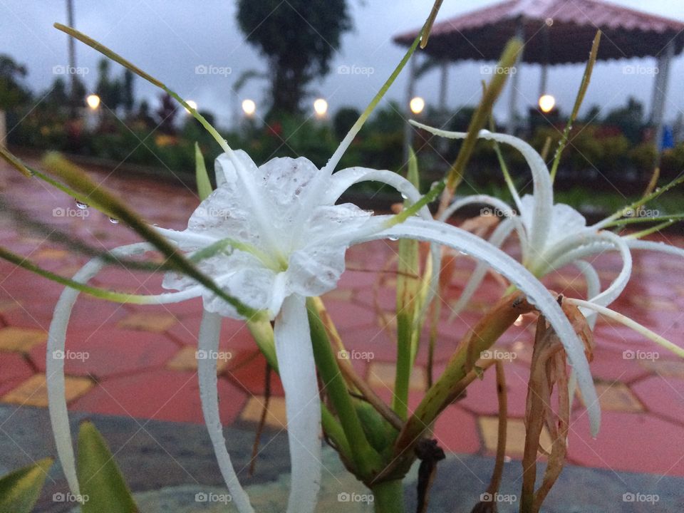 Whitel flower in rain
