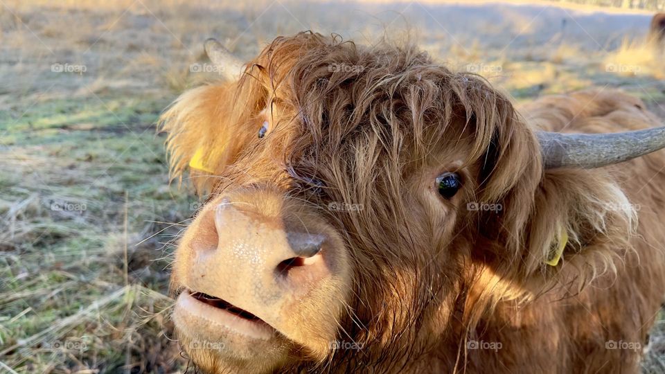 A close up of a highland cow 