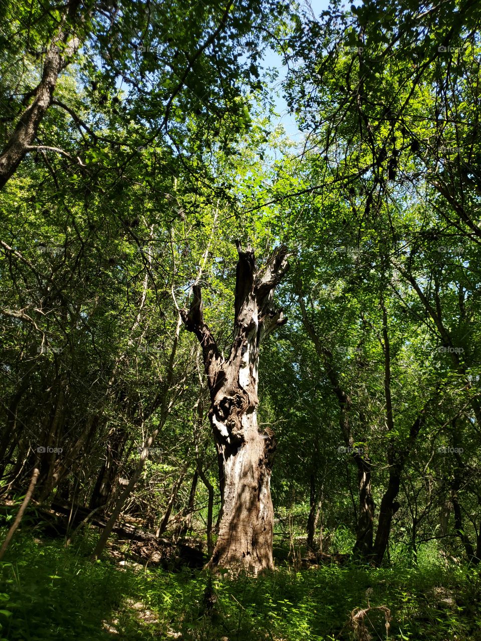 The dead tree  creates an opening in the forest canopy where the bright summer sunlight shines through and illuminates it, thus creating an intriguing display in nature.