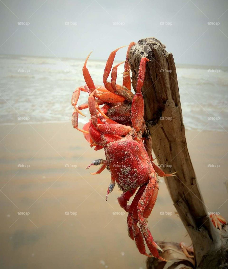 red crab