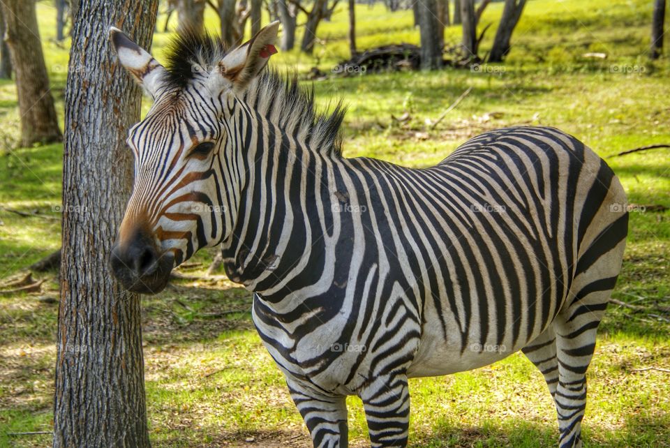 Zebra in forest