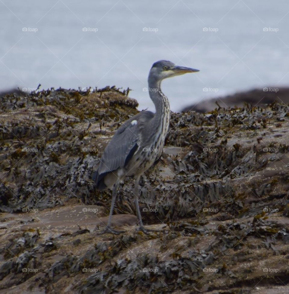 Grey heron on rocks of a beach with sea in the background 