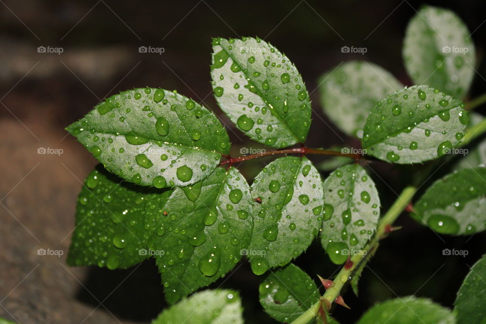 rose leave with drops
