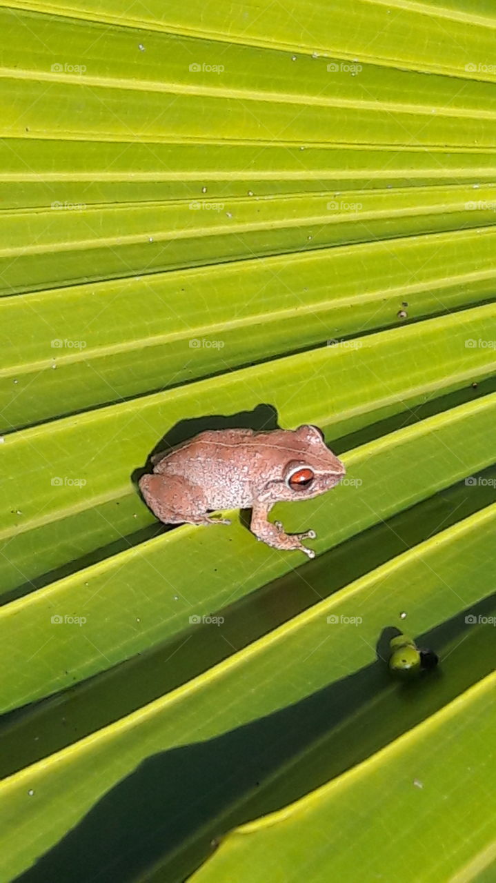 Leaf, No Person, Palm, Frog, Tropical