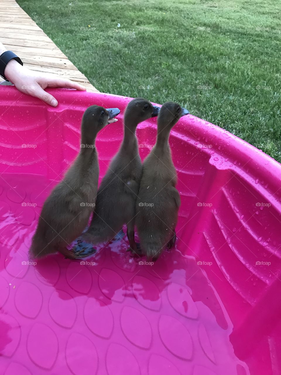 Ducks 