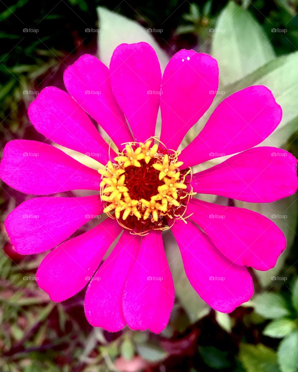 🌹 🇺🇸 Very beautiful flowers to brighten our day.  Live nature and its beauty. Did you like the delicate petals? / 🇧🇷 Flores muito bonitas para alegrar nosso dia. Viva a natureza e sua beleza. Gostaram das pétalas delicadas? 