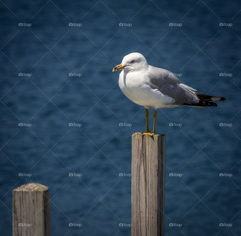 Sea Gull on Perch. Sea gull perched on a wood piling on Lake Michigan in Door County, Wisconsin 