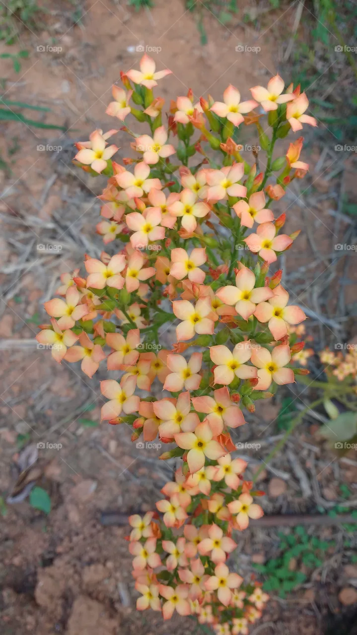 linda