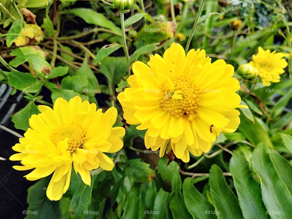 Beautiful natural creation a lovely vibrant Yellow Chrysanthemum also known as Mums flowering plants.