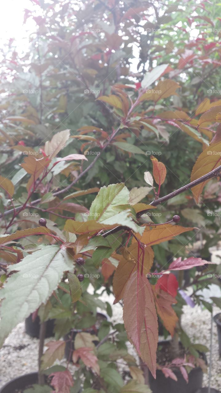 tree leaves branch crabapple tree