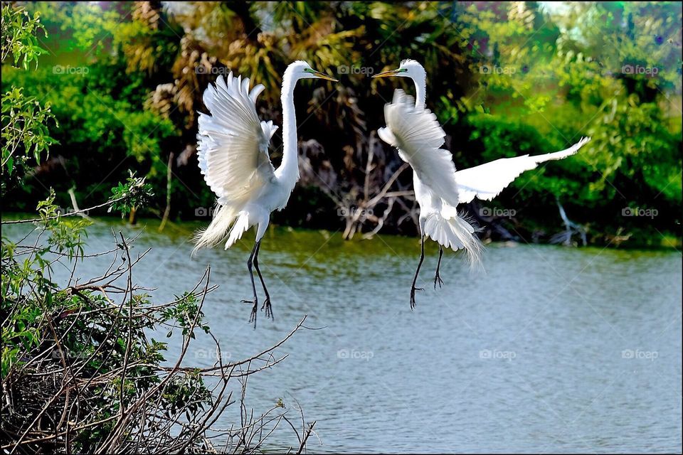 Great White Egrets in an aerial dance.