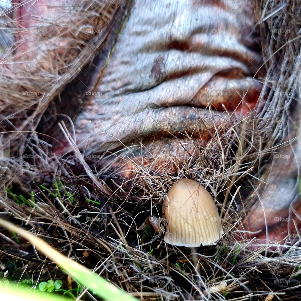 A worm in a mushroom.