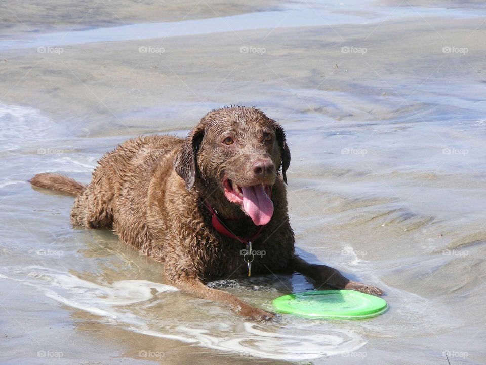 Chesapeake Bay Retriever. A good day swimming and fetching in the Pacific Ocean.