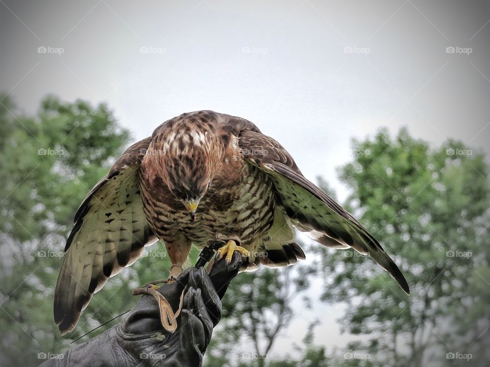 Falcon Chouette à voir 