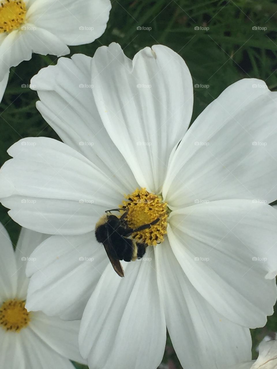 Thirsty Bumble bee drinking pollen from a blooming daisy