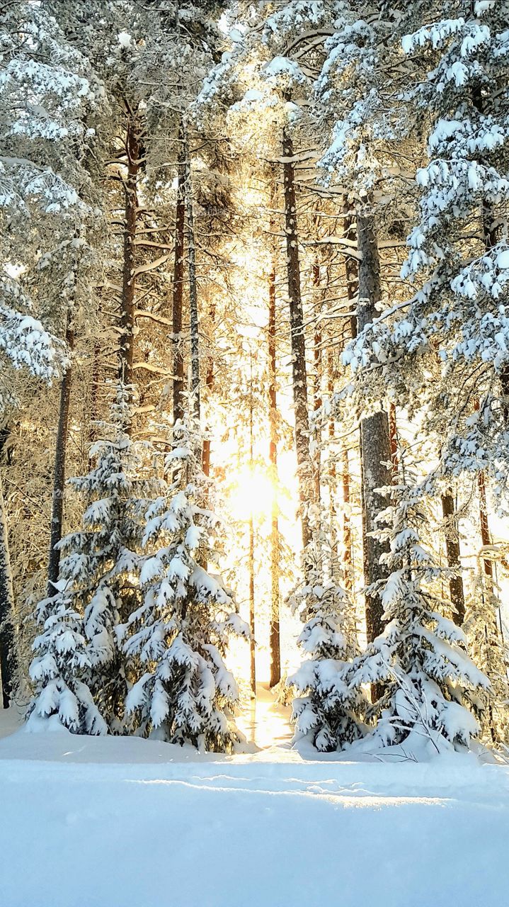 Beautiful day in winterland