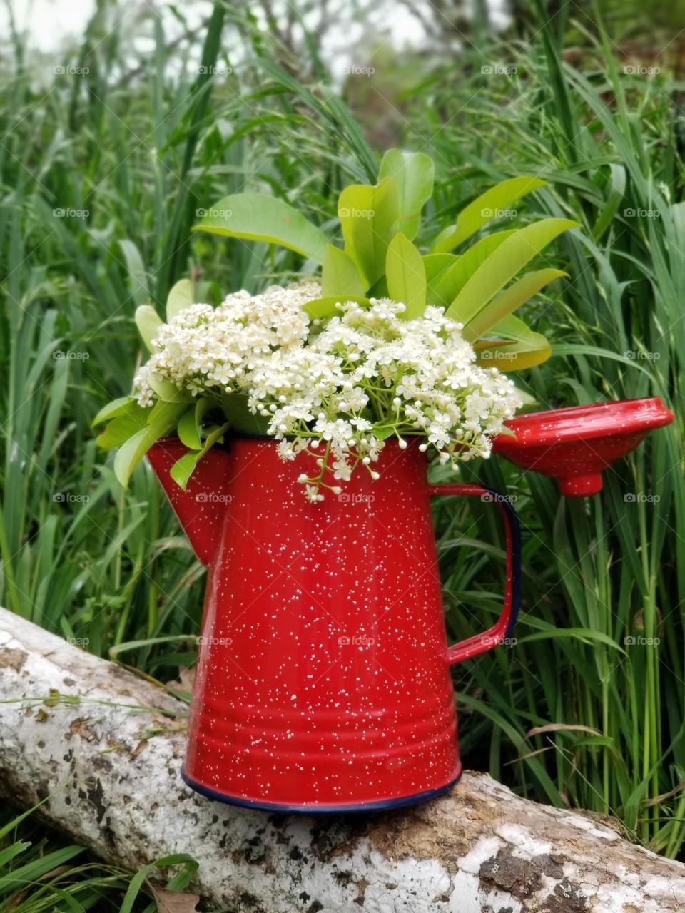 Red Campfire Coffee Pot filled with Red Tipped Photinia Flowers