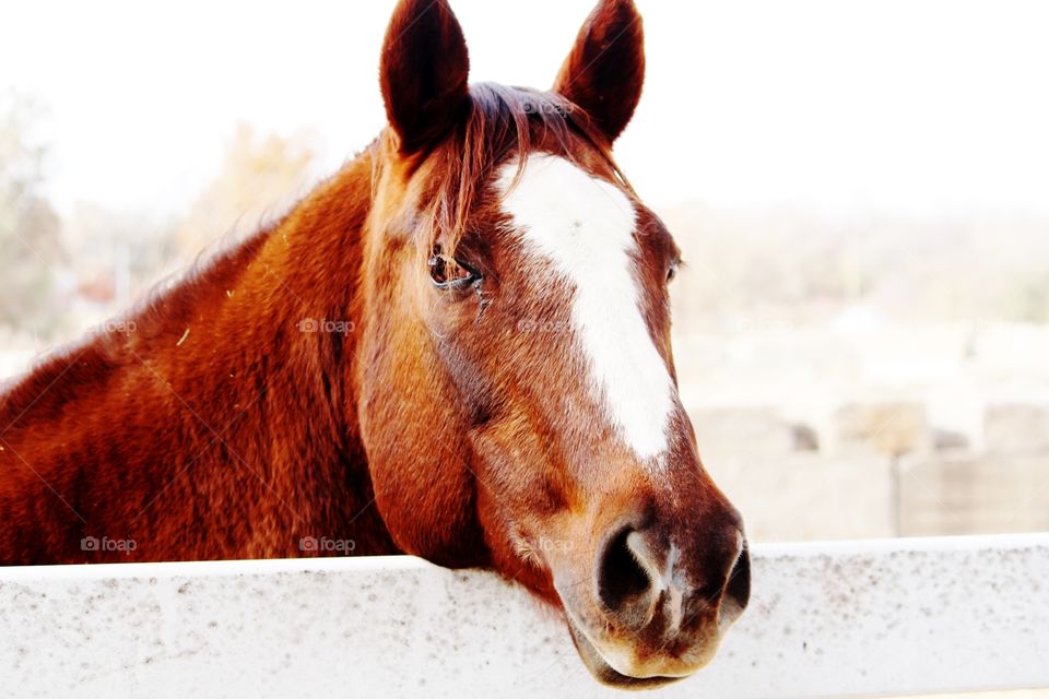 Horse Up Close