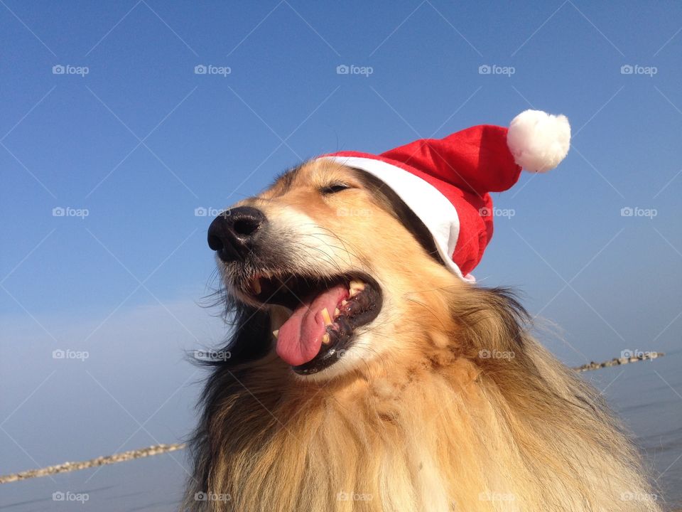 My collie dogs Lassie and Candy wearing a xmas hat, enjoying the autumn on the beach and celebrating the upcoming holidays waving hello