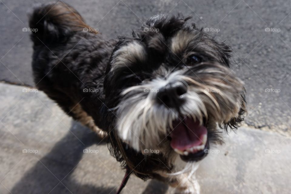 Close-up of a dog