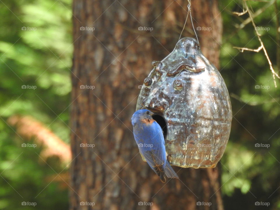 Mama bird making sure that her babies are safe 