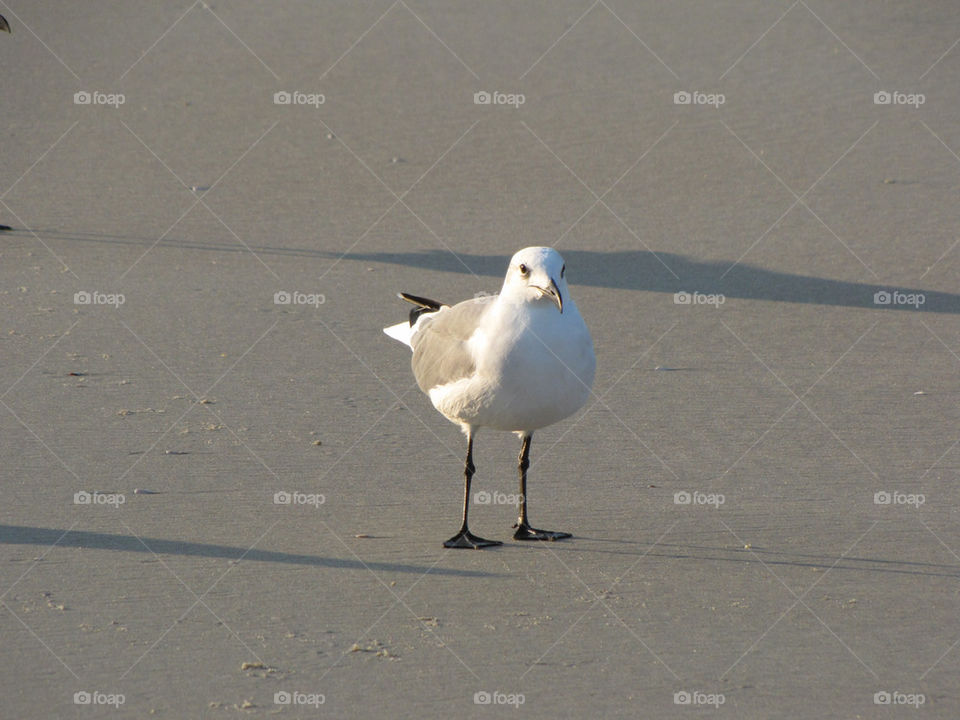 beach sand bird florida by dmelhorn