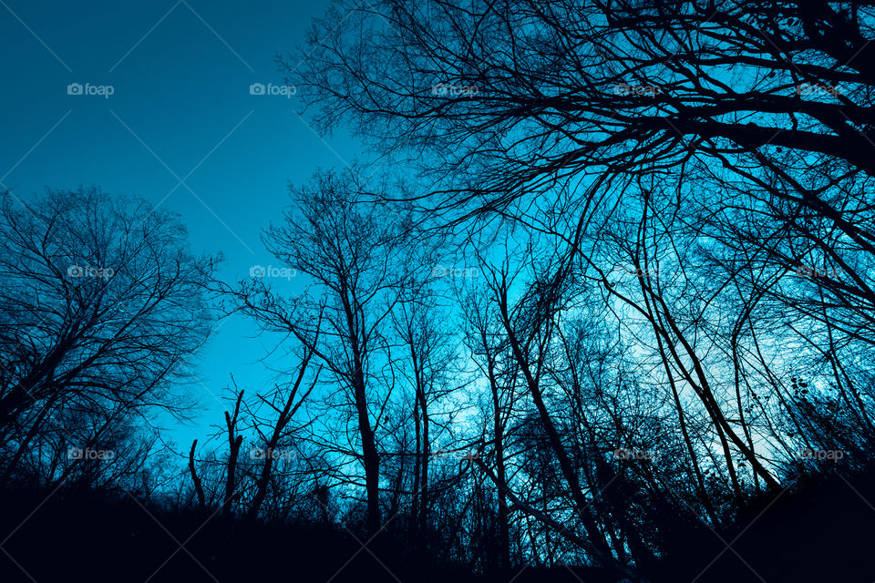 Forest Trees Under Blue Night Sky
