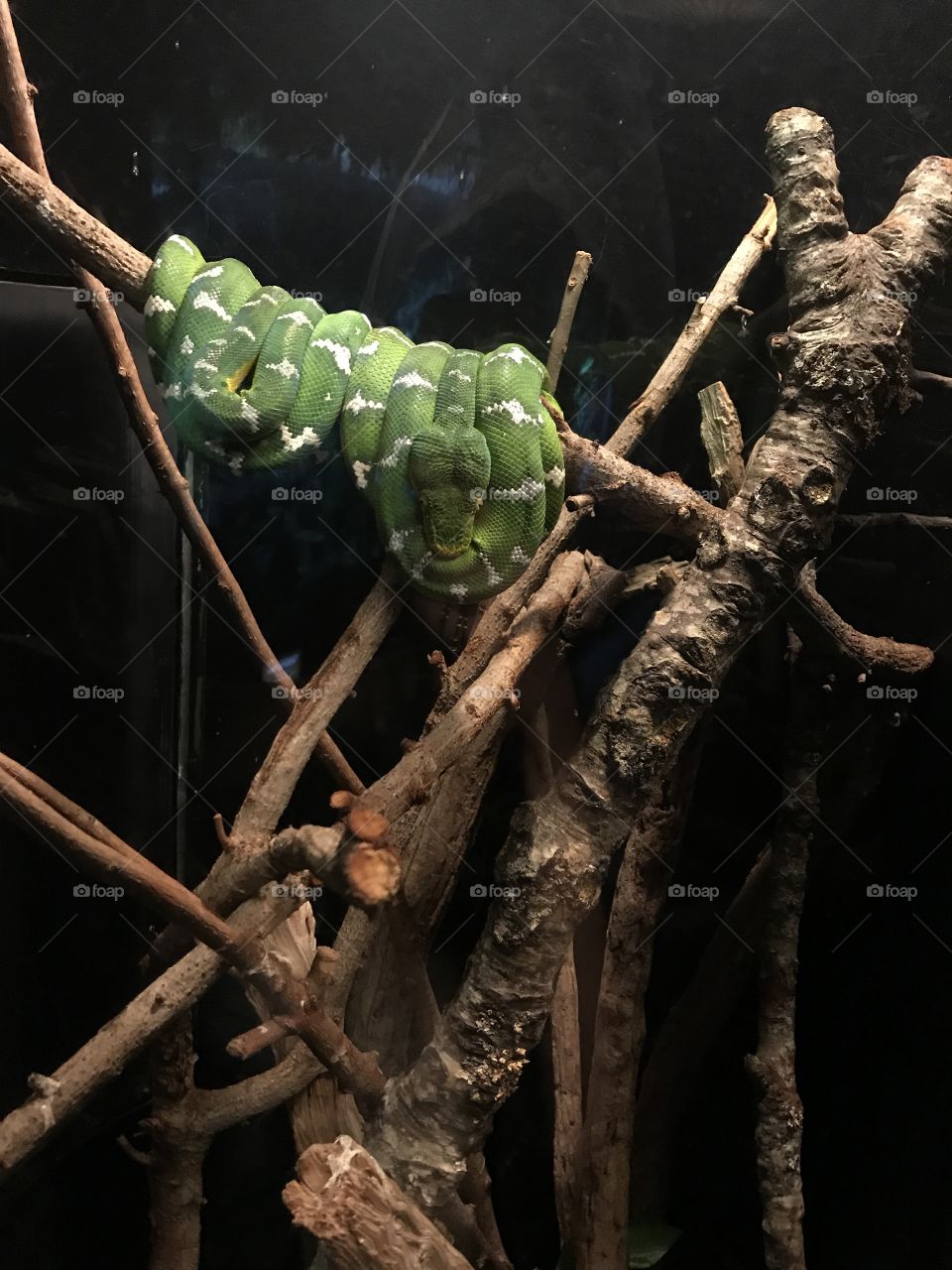 Serpente verde | Houston Aquarium 