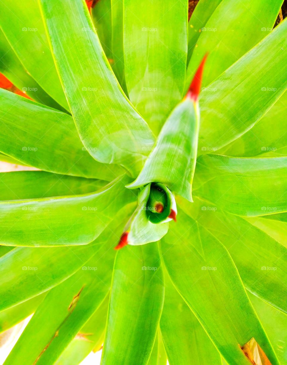this is a green plant