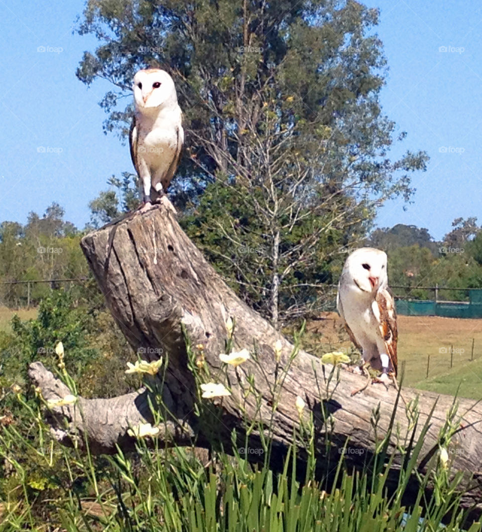 Snowy Owls
Lone Pine Koala Sanctuary
Brisbane, Australia