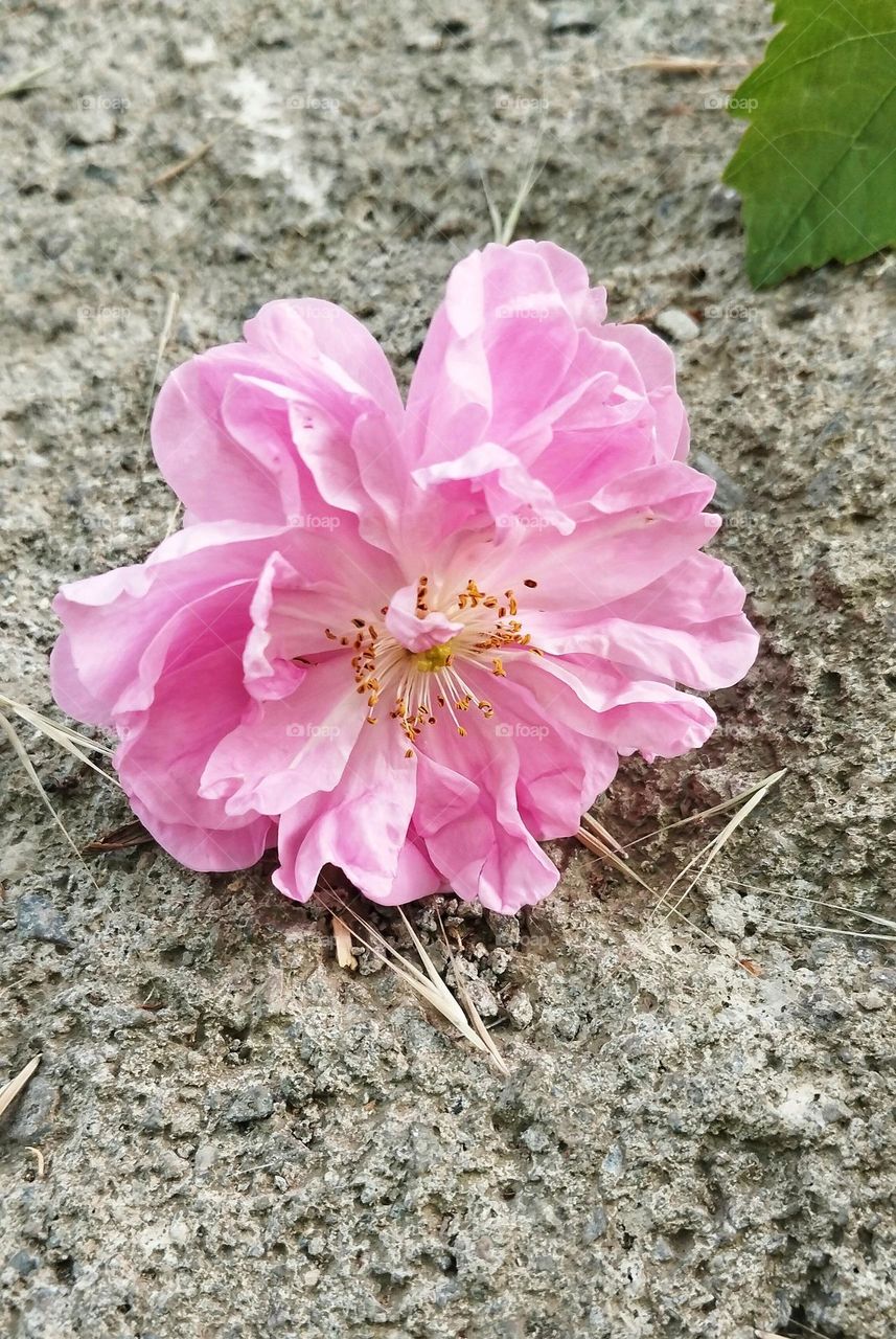 I am a pink rose with the fragrance of life and the color of a smile. As long as the leaves are green, as long as the light of hope shines, I will continue, happy, gentle and giving happiness to the world.