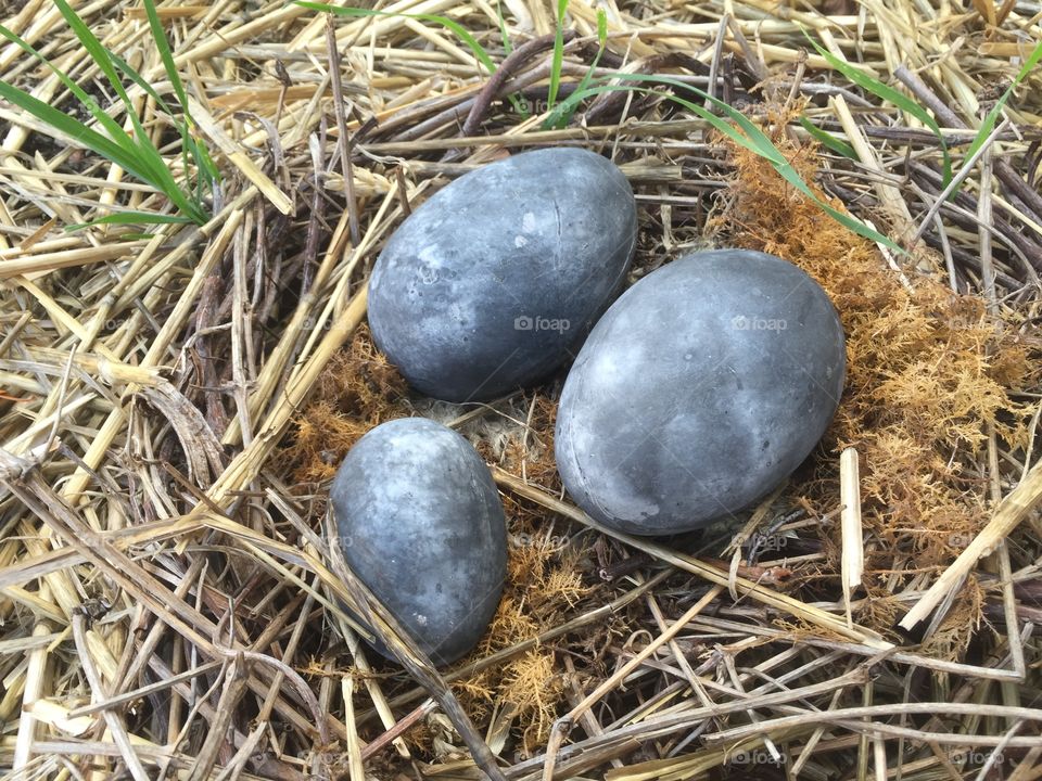 Stone eggs
