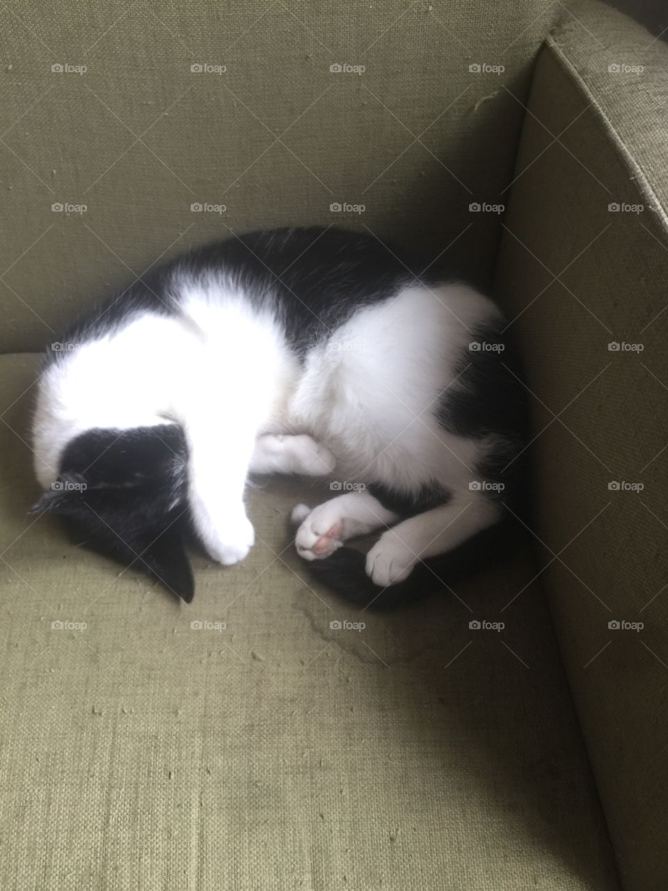 Cat sleeps in a chair