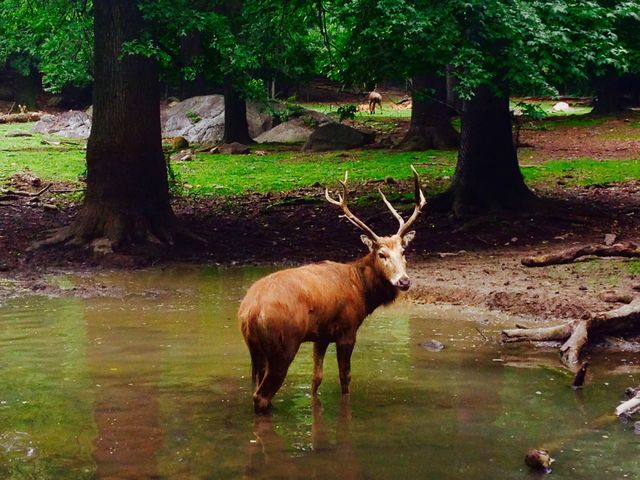 Bambi staring at me. 