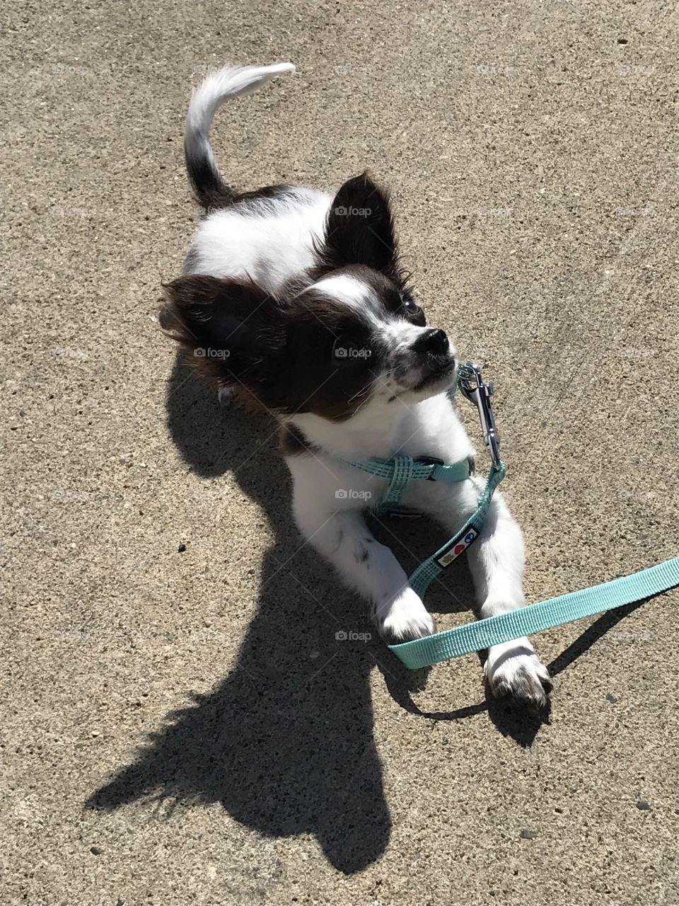 Baby Chihuahua Resting on a Walk