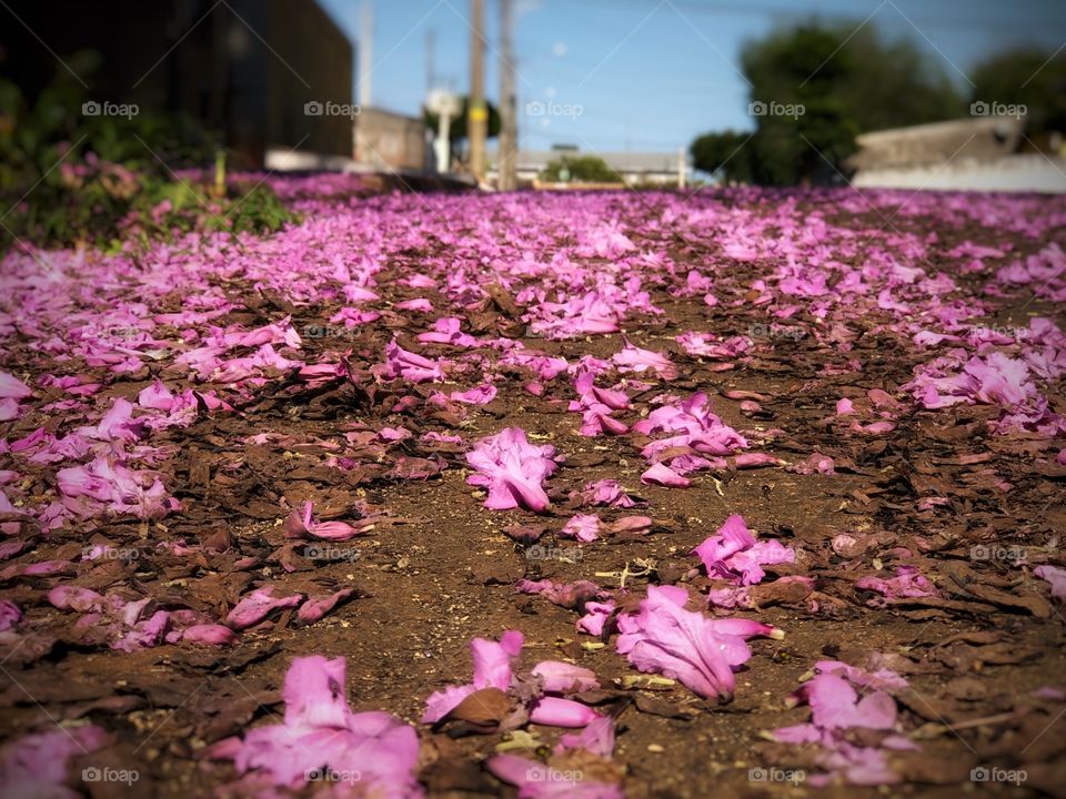 Quaresmeira, or, Glory Tree Flowers on a street, creating a beautiful carpet... The beautiful thing of living in a tropical country: flowers all the year, even during the Winter...