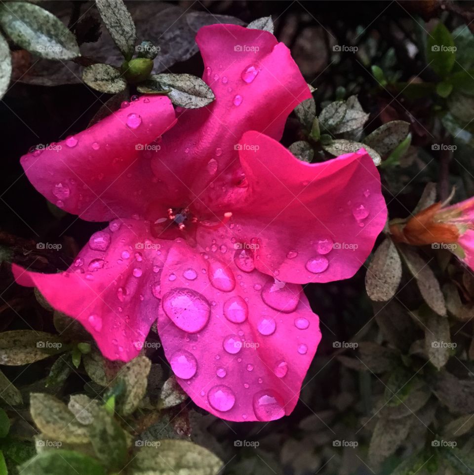 As #azaleias continuam bonitas e começam a semana ainda gotejadas por ontem!
📸
#fotografia #natureza #flores #flowers #jardim #photo #pictuteoftheday #pétalas