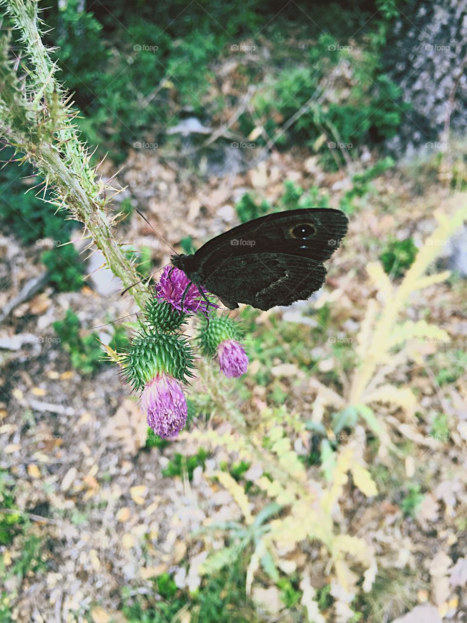 Butterfly Flowers 