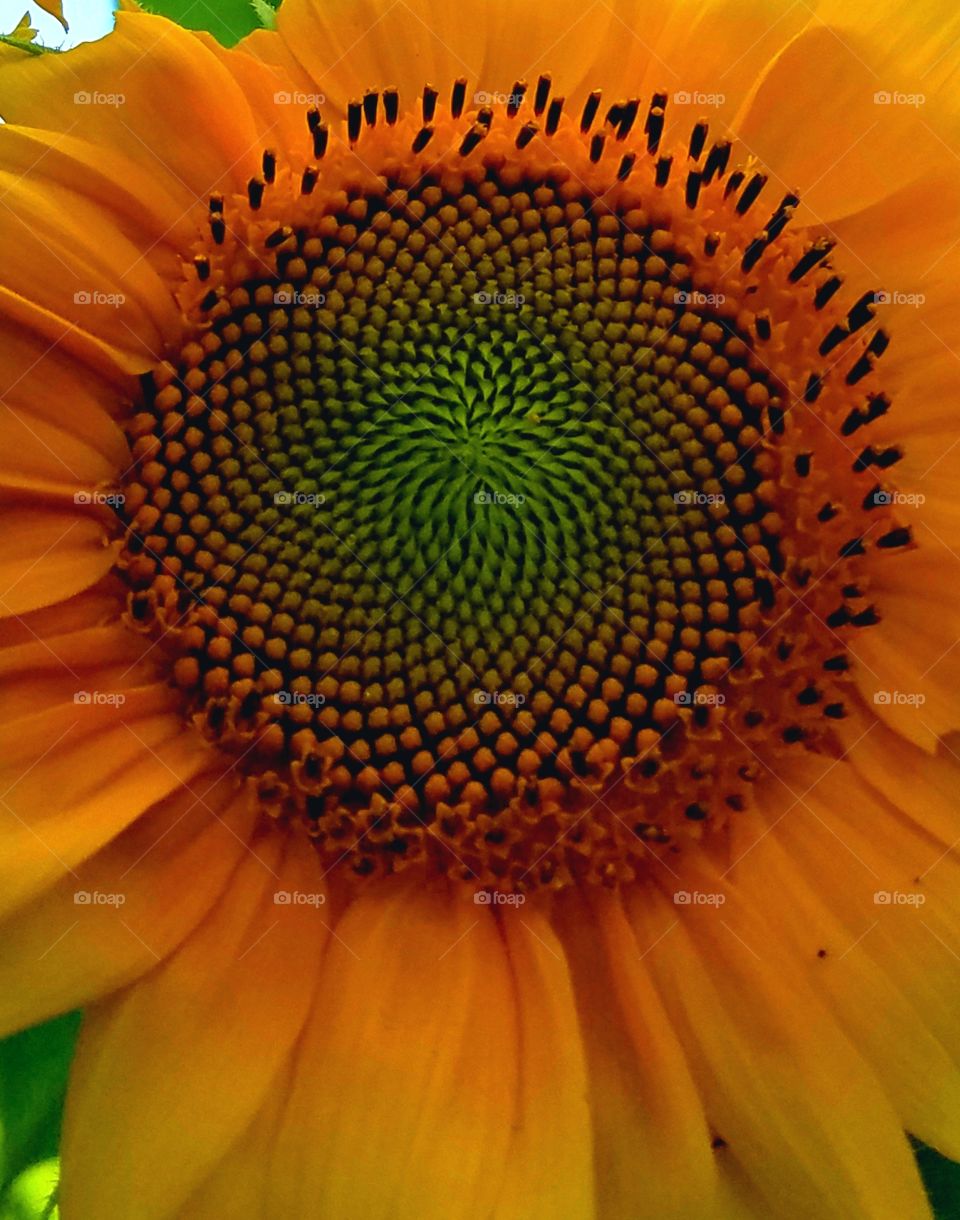Bee sunflower