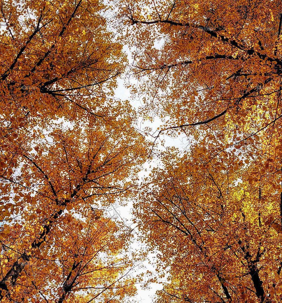 Autumn trees🍁🍂 Up view🍁🍂 Fall time 🍁🍂