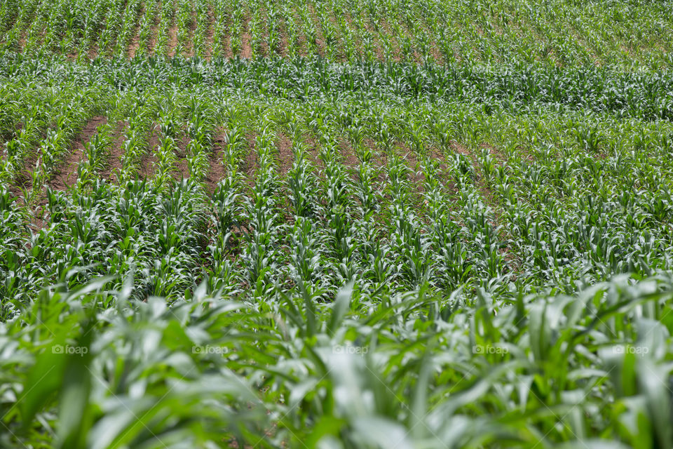 Agricultural farm