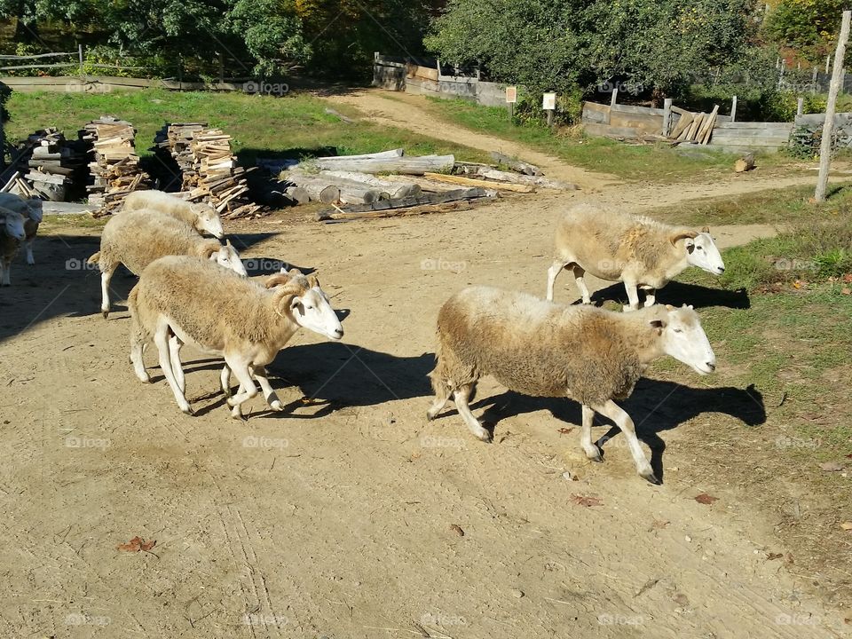 The Running of the Sheep. Old Sturbridge Village Freeman Farm