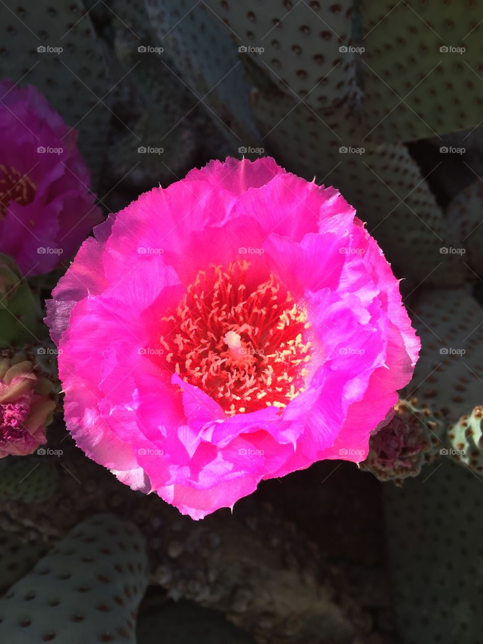 Hedgehog Cactus in Bloom, Arizona 
