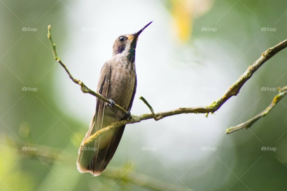 Brown violet ear hummingbird 