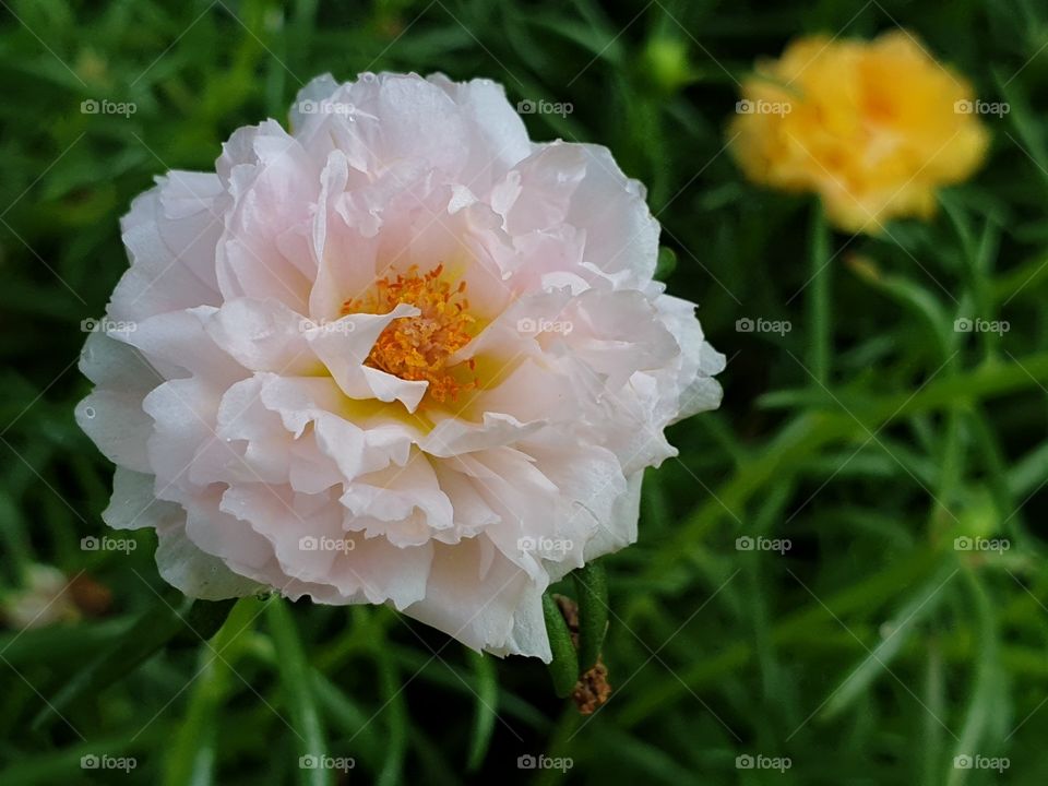  Portulaca Grandiflora or Moss-rose