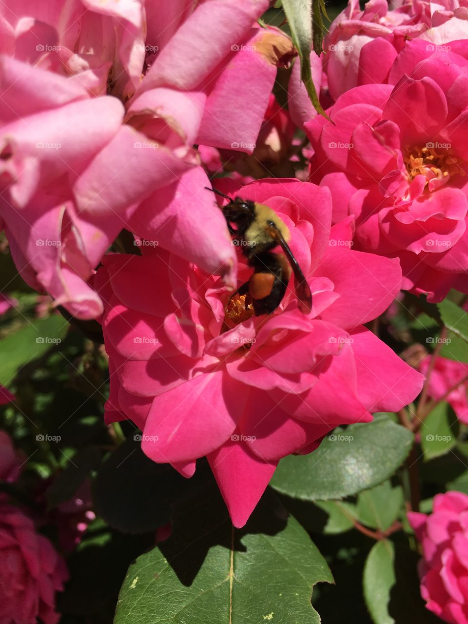 Bumblebee on rose