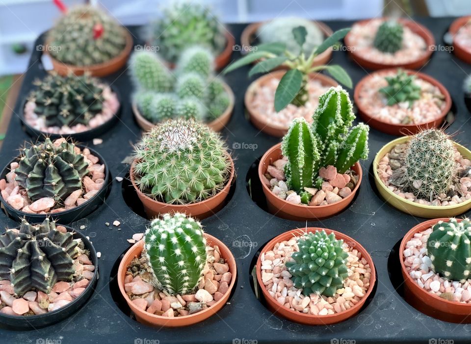 Lovely group of green cactus 