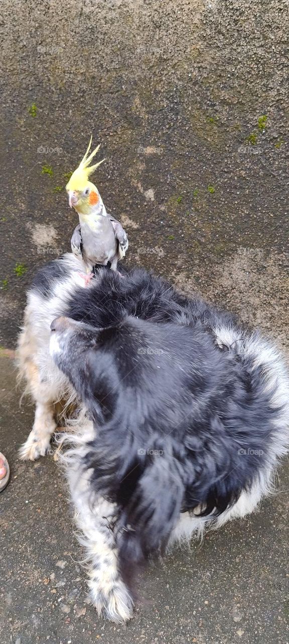 cockatiel riding on dog